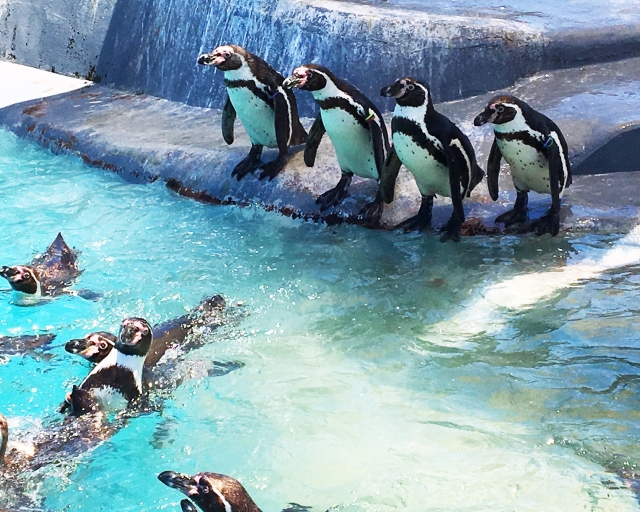 南知多ビーチランドのペンギン